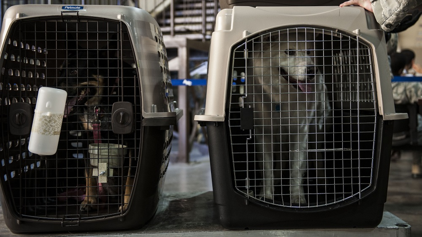 Por nueva norma de Avianca, mascotas de más de 10kg viajarán en bodega